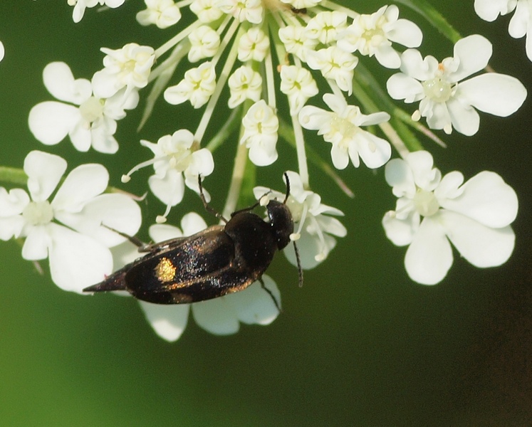 Mordellidae